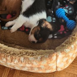 Cavalier King Charles Spaniel puppies from HRH Cavaliers