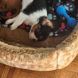 Cavalier King Charles Spaniel puppies from HRH Cavaliers