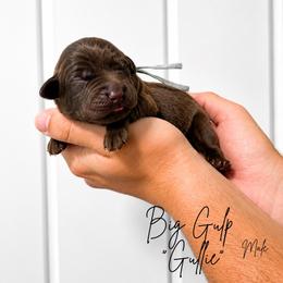 Gullie - Chocolate male Labrador Retriever puppy in Amery, Wisconsin from Cornerstone Retrievers