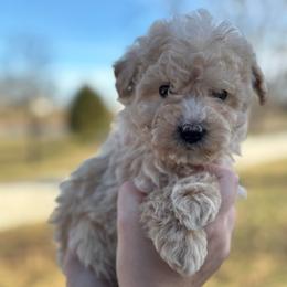 Ross - Cream male Aussiedoodle puppy in Orleans, Indiana from Mae Blossom Puppies