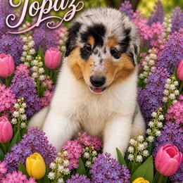 Topaz - Blue merle white and tan male Collie puppy in Carencro, Louisiana from Cajun Bayou's Collies LLC