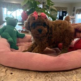 Pretty in Pink - Red  female Poodle puppy in Bakersfield, California from Mary Gorgeous Poodles