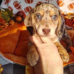 Autumn - Chocolate and tan female Dachshund puppy in Hudson, Michigan from Mittentail Kennel Miniature Dachshunds & Australian Shepherds