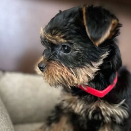 Girl - Black and tan Yorkshire Terrier puppy in Livermore, California from Ruben & Tatiana’s Yorkshire Terriers