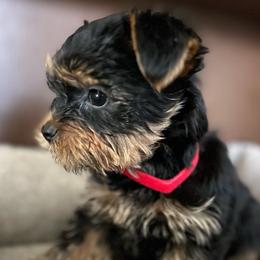 Girl - Black and tan Yorkshire Terrier puppy in Livermore, California from Ruben & Tatiana’s Yorkshire Terriers