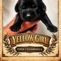 Black Girl - Black female Labrador Retriever puppy in Bend, Oregon from Stirpe Corleone Labradors