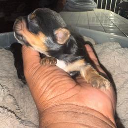 Boy 2 - Black and gold male Yorkshire Terrier puppy in Pomona, California from Lunio's Yorkies