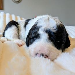 Pearl - Black and white female Bernedoodle puppy in Elkhart, Iowa from Quality Iowa Doodles