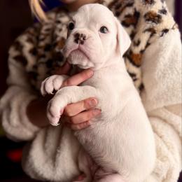 Everest - White female Boxer puppy in Abilene, Texas from L&L Euro Boxers and Small Town Shih Tzus