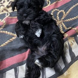 Miniature Schnauzers from Cindy’s Mini Schnauzers