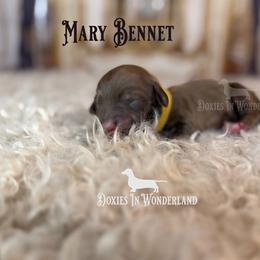Mary Bennet - Cream female Dachshund puppy in Rainier, Oregon from Doxies in Wonderland