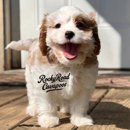 Button - Blenheim male Cavapoo puppy in Nashville, Arkansas from Rocky Road Puppies