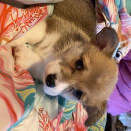 Pembroke Welsh Corgi Puppies from Bluebonnet TLC Kennels
