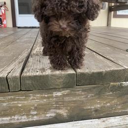 Golden Retriever and Poodle All Grown Up from Meagan Nielson’s Precious Pups