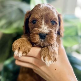 Cavapoo Puppies from Ruby's Cavapoos