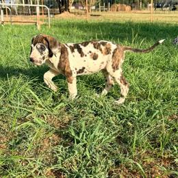 Charisma - Harlequin female Great Dane puppy in Jerusalem, Arkansas from Mara Danes