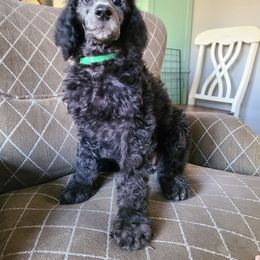 Poodle Puppies from Hickory Hills Poodles