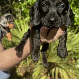 Dachshund Puppies from Branton Family Dachshunds