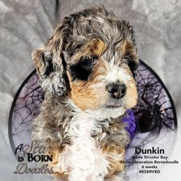 Bernedoodle Puppies from A Star is Born Doodles