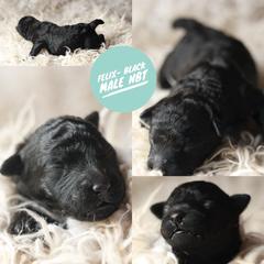 Felix - Black male Mudi puppy in Gatlinburg, Tennessee from Greenbrier