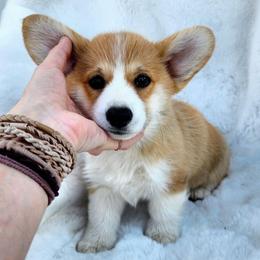Anna - Red female Pembroke Welsh Corgi puppy in Cleveland, Tennessee from Sunnyhill Corgis