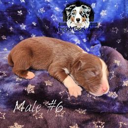 Boy 6 - male Australian Shepherd puppy in Harpers Ferry, Iowa from Wexford Creek Aussies, LLC
