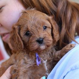 Daisy - Red female Cavapoo puppy in Springtown, Texas from North Texas Puppies