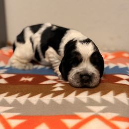 Onyx - Tri-Roan male English Springer Spaniel puppy in Uvalda, Georgia from Willow Creek Farms