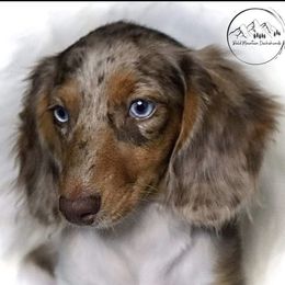 Raven - Dachshund