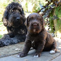 Goldendoodle Puppies from Doodles in the Skye