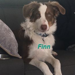 Australian Shepherd All Grown Up from LL Farm Australian Shepherds