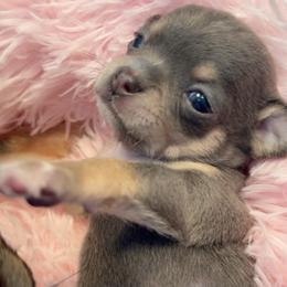Zara Blue Tri - Blue and tan female Chihuahua puppy in Huntington Beach, California from Amore Chihuahuas