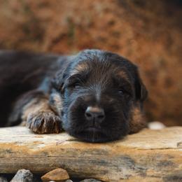 Magma - Black and red male German Shepherd puppy in Windsor, South Carolina from Sinister Shepherds