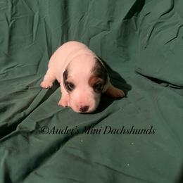 Pickles - Dapple female Dachshund puppy in East Dover, Vermont from Audet’s Mini Dachshunds