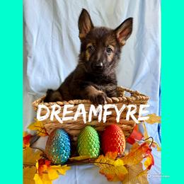 Dreamfyre - Sable female German Shepherd puppy in Lewisburg, Kentucky from RED’s German Shepherds