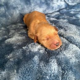 Benson - Apricot male Goldendoodle puppy in Lowville, New York from Adirondack Labradoodles