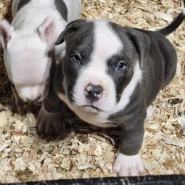 American Bully Puppies from D1.Bullz.And.Thangz