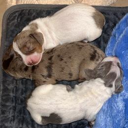 Dachshund puppies from Bravo Dachshunds