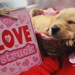 Golden Retriever Puppies from Great Lakes Golden Retreivers