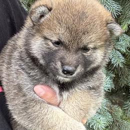 Darbi - Sesame female Shiba Inu puppy in Winthrop, Minnesota from Kayobi Shibas
