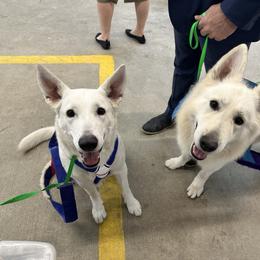 Berger Blanc Suisse puppies from Twisted Acres