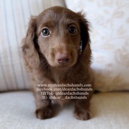 Juniper - Chocolate female Dachshund puppy in Cape Coral, Florida from Dear Dachshunds