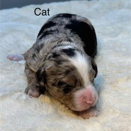 Cat - Chocolate merle female Bernedoodle puppy in New Ringgold, Pennsylvania from Hawk Mountain Doodles