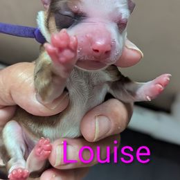 Louise - Fawn female Havanese puppy in Spring Lake, Michigan from Chaenzo