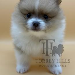 Silas - Chocolate parti male Pomeranian puppy in Redlands, California from Torrey Hills Poms