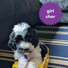 Cher - Black and white female Bernedoodle puppy in Cambridge, Minnesota from Country Meadow Doodles