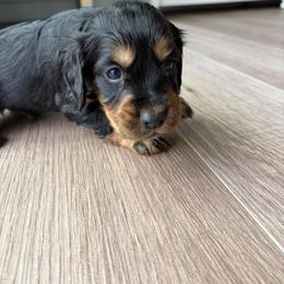 Bo - Black and tan male English Cocker Spaniel puppy in Sugarcreek, Ohio from 1611 Sport Dogs
