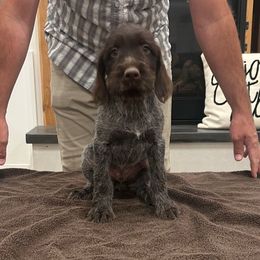 Rowdy - Brown and gray male Wirehaired Pointing Griffon puppy in Shelley, Idaho from Western Gundogs