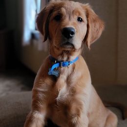 Golden Retriever Puppies from KNK Red Golden Retrievers