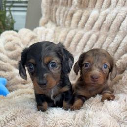Luna bell - Dapple female Dachshund puppy in North Fort Myers, Florida from Trust Fund Devil Kennel